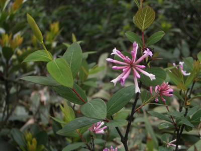 關(guān)于蕘花