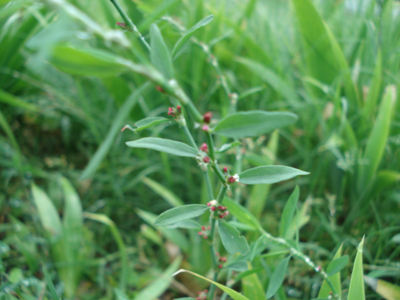 關(guān)于萹蓄