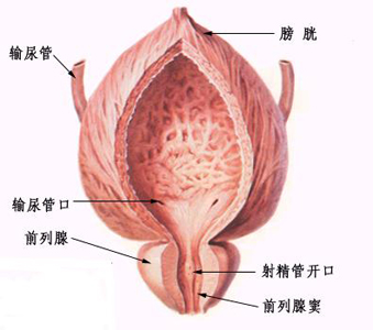 腎虛常見病證的調(diào)養(yǎng)—前列腺增生