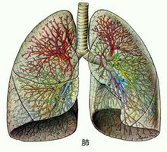 肺氣不足易氣短，人到中年要補肺