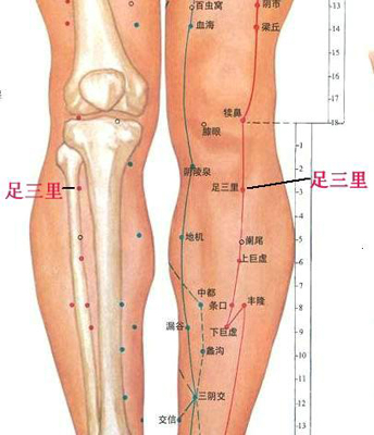 足三里穴，增強脾胃功能好助手