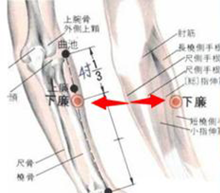 下廉穴→調理腸胃