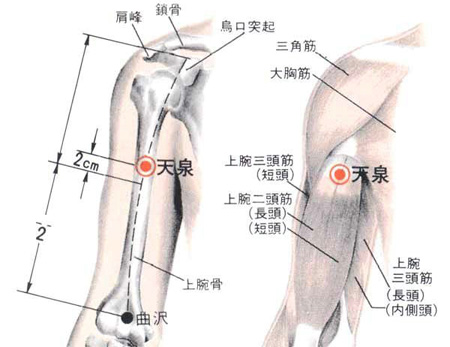 天泉穴→理氣寬胸