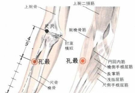 孔最穴→治咳嗽、氣喘