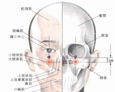 四白穴→治青光眼、近視