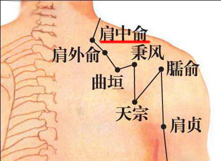肩中俞穴→治咳嗽、氣喘