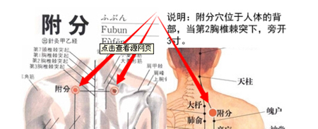 附分穴→治頸項強(qiáng)痛