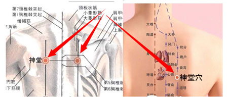 神堂穴→治咳嗽、氣喘