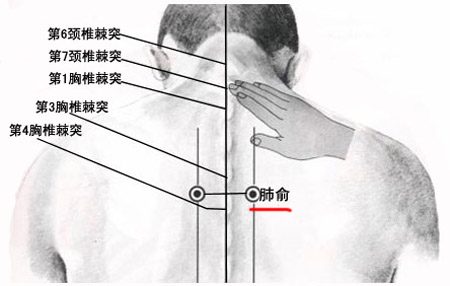 肺俞穴→治咳嗽、氣喘