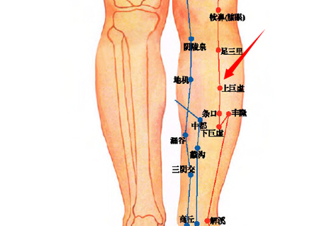 上巨虛穴→治腸鳴、腹痛