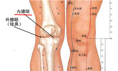 膝眼穴→治膝關(guān)節(jié)酸痛