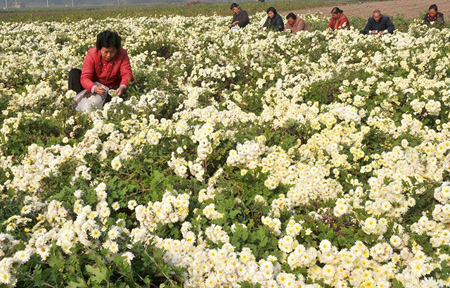 河南省溫縣中藥材種植基地懷菊花迎來(lái)大豐收