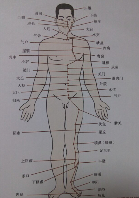 足陽明胃經(jīng)拔罐線路