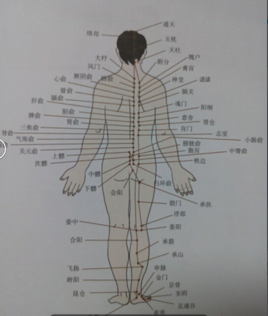 足太陽膀胱經(jīng)拔罐線路