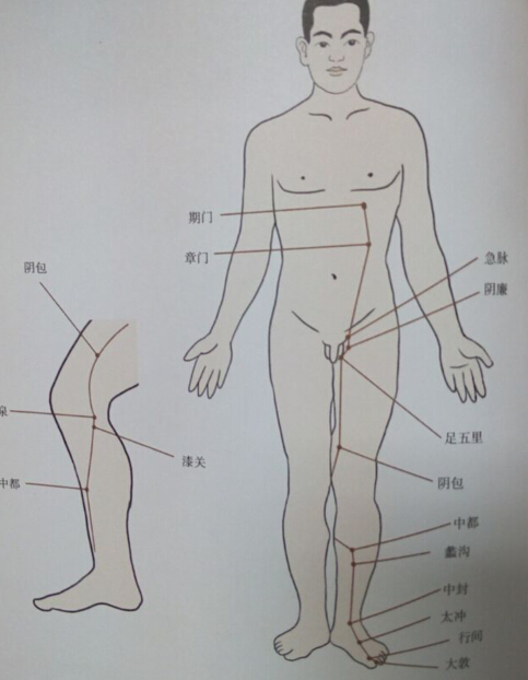 足厥陰肝經(jīng)拔罐線路