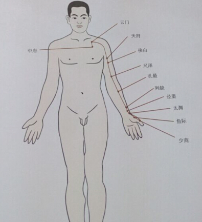 太陰肺經(jīng)拔罐線路