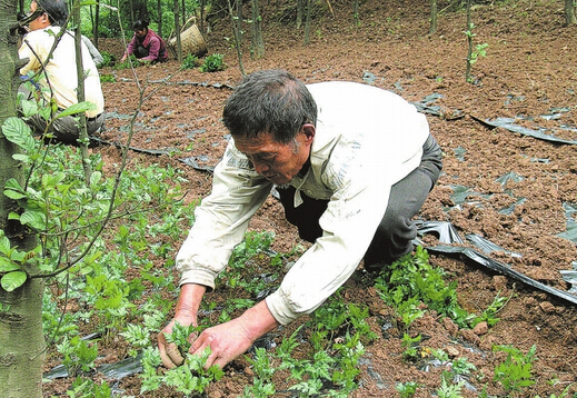 天峨中草藥種植面積超2萬畝 預計年產值達1億元