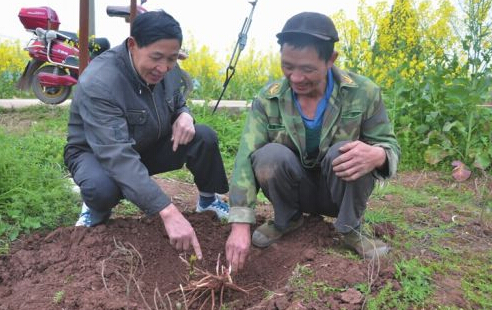 忠縣返鄉(xiāng)創(chuàng)業(yè)者黃會平帶領(lǐng)貧困戶種中藥材