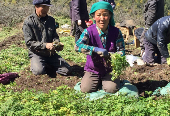 不安全中藥材反“致病” 無限極中草藥科學種植守護凈土