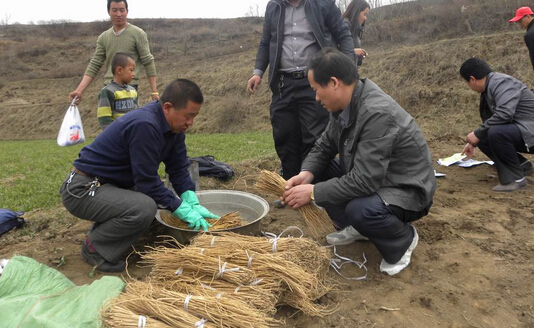 新疆哈巴河縣:黃芪種植讓村民發(fā)“藥”財(cái)