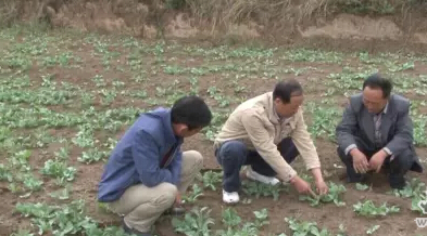 若笠曹峴村 “變荒為寶” 中藥材種植辟致富新路