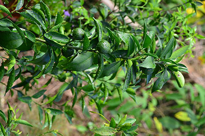 廣陳皮原植物——茶枝柑