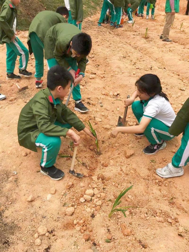 勞動(dòng)實(shí)踐：種植藥苗