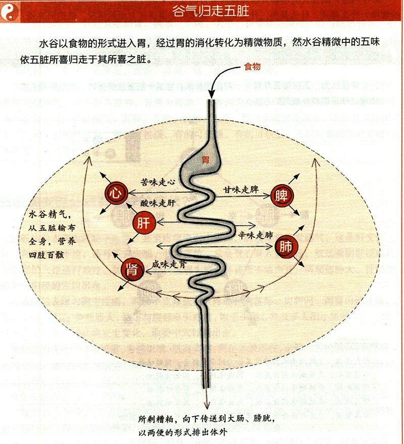 食物在體內(nèi)如何運化？