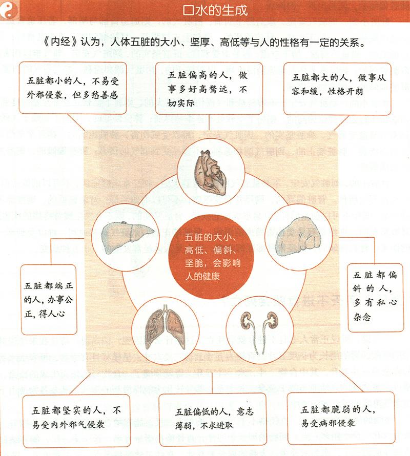 你知道自己臟腑的大小嗎？