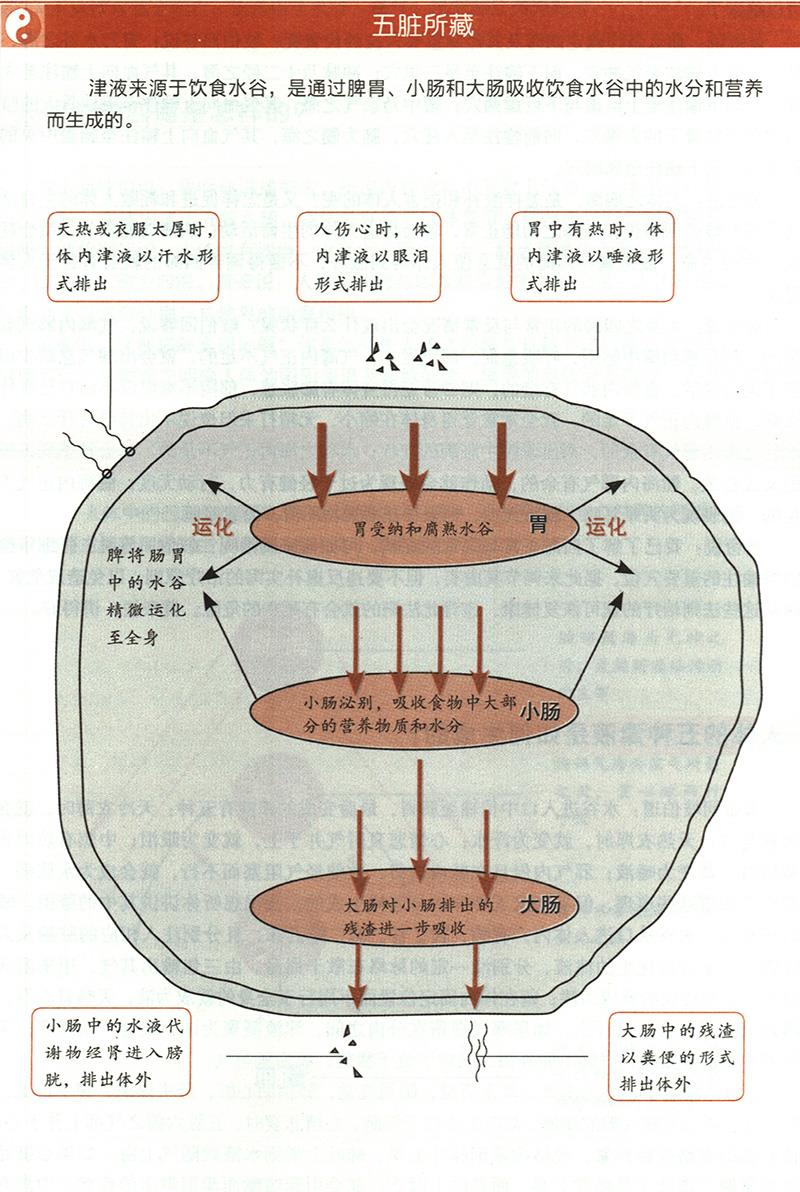 人體的五種津液是如何生成的？