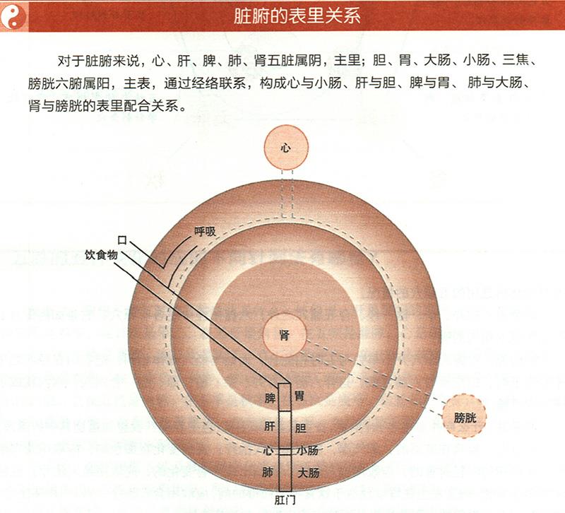 臟腑與各組織之間是什么關(guān)系？